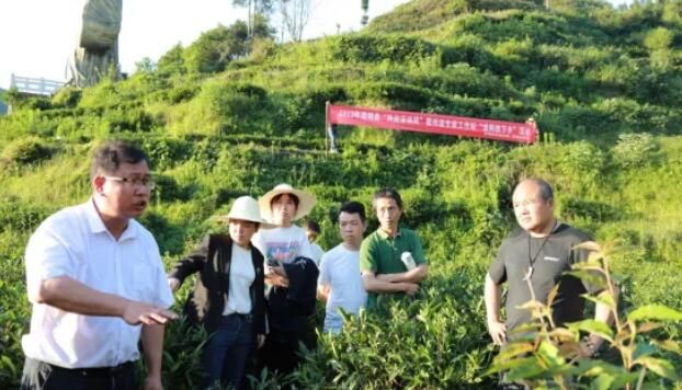 关于湘西州级专家工作站为保靖县茶产业腾飞助力的相关内容