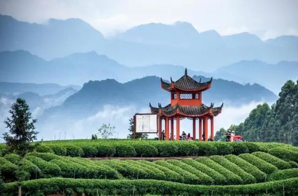 关于四川雅安名山区：茶旅融合发展 绘制崭新画卷的信息(2)