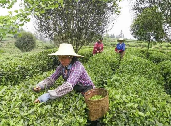 关于四川雅安名山区：茶旅融合发展 绘制崭新画卷的信息(1)