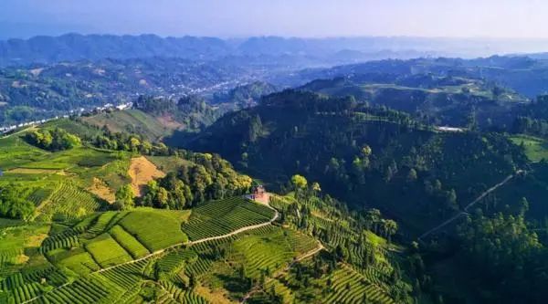 关于四川雅安名山区：茶旅融合发展 绘制崭新画卷的信息
