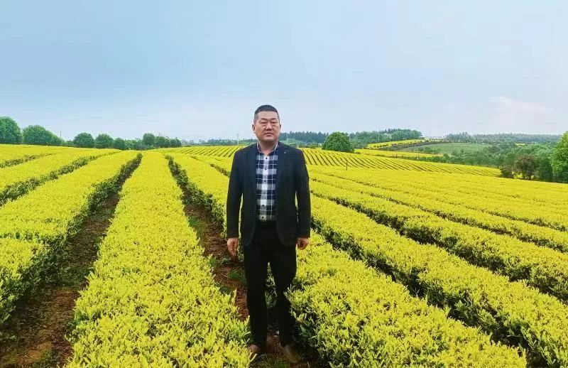 有关于新茶吐新芽 茶乡茶更香——对话郎溪县农业技术服务中心主任汪浩的新闻