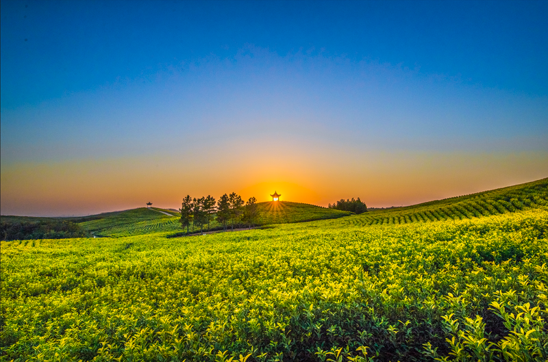 有关于新茶吐新芽 茶乡茶更香——对话郎溪县农业技术服务中心主任汪浩的新闻(1)