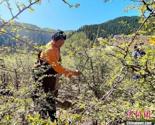 关于青海班玛藏雪茶采摘节：采摘、炒制第一杯春茶的相关信息