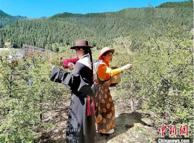 关于青海班玛藏雪茶采摘节：采摘、炒制第一杯春茶的相关信息(2)
