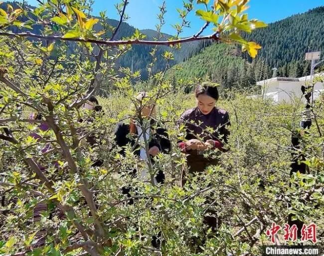 关于青海班玛藏雪茶采摘节：采摘、炒制第一杯春茶的相关信息(1)