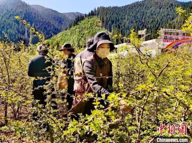 关于青海班玛藏雪茶采摘节：采摘、炒制第一杯春茶的相关信息(5)