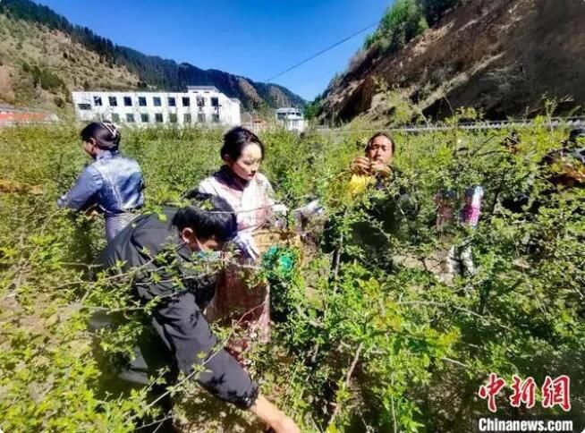 关于青海班玛藏雪茶采摘节：采摘、炒制第一杯春茶的相关信息(3)