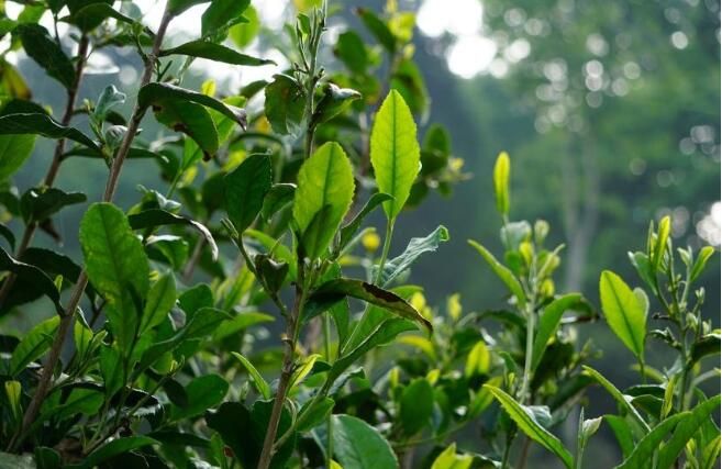 关于探秘西路边茶之北川古羌罐罐茶的最新消息(1)