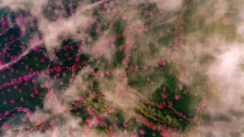 关于“春天最早到达的地方”—大理无量山樱花谷茶叶公园的相关信息(1)