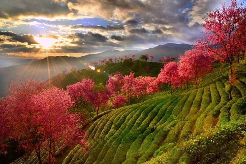 关于“春天最早到达的地方”—大理无量山樱花谷茶叶公园的相关信息