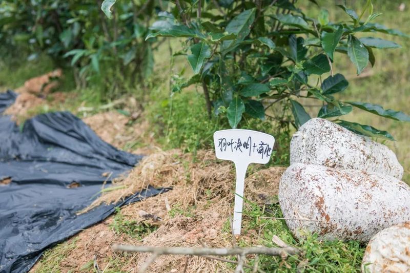 有关于科特派助推赋能 助力松溪茶产业高质量发展的内容(2)