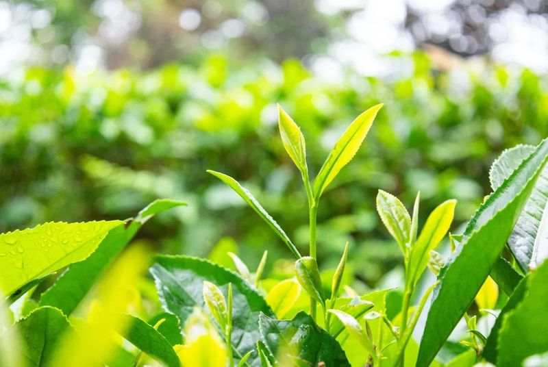 有关于科特派助推赋能 助力松溪茶产业高质量发展的内容(5)