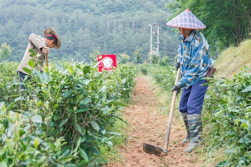 有关于科特派助推赋能 助力松溪茶产业高质量发展的内容(4)