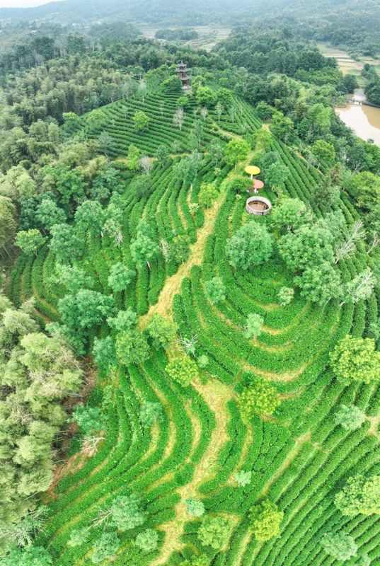 有关于科特派助推赋能 助力松溪茶产业高质量发展的内容