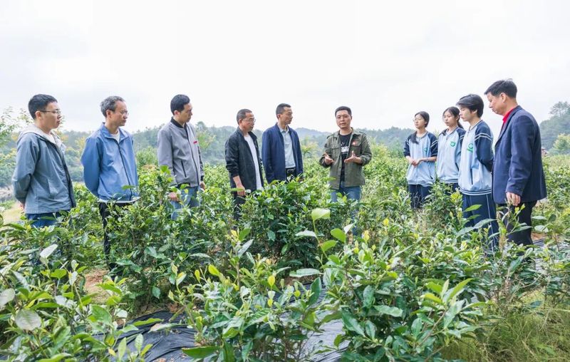 有关于科特派助推赋能 助力松溪茶产业高质量发展的内容(3)