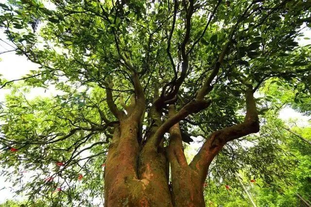 关于黔西南：茶产业变成“金饭碗”的信息(5)