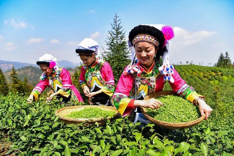 关于黔西南：茶产业变成“金饭碗”的信息(9)