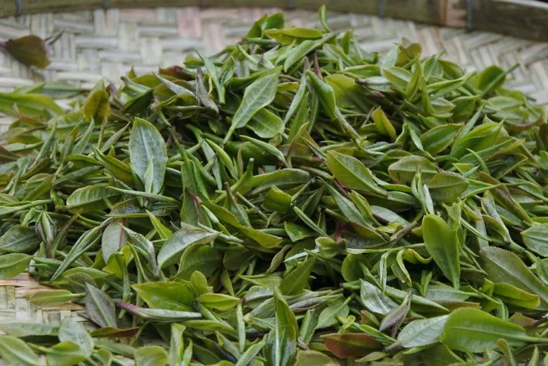 关于黔西南：茶产业变成“金饭碗”的信息(7)