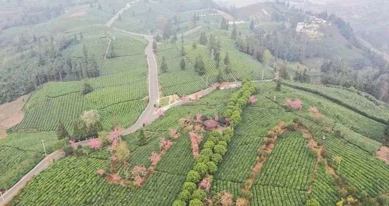 关于黔西南：茶产业变成“金饭碗”的信息(2)