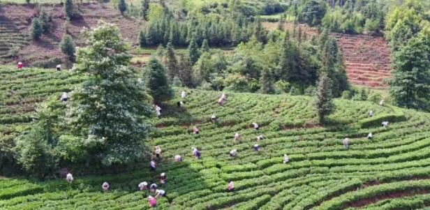 关于黔西南：茶产业变成“金饭碗”的信息(3)