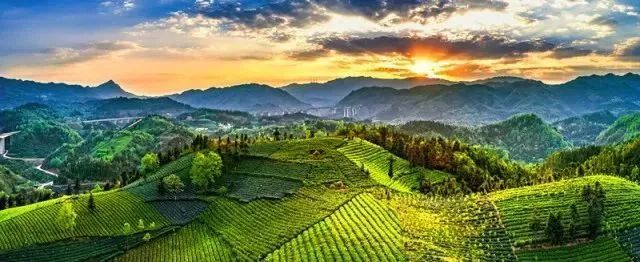 关于黔西南：茶产业变成“金饭碗”的信息