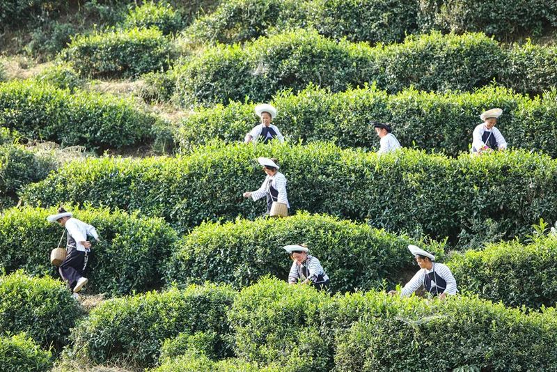 关于黔西南：茶产业变成“金饭碗”的信息(4)