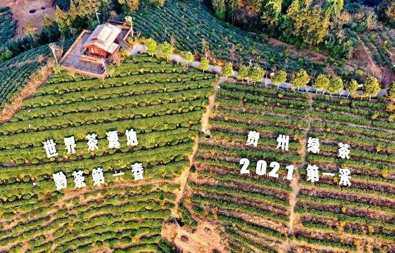 关于黔西南：茶产业变成“金饭碗”的信息(6)