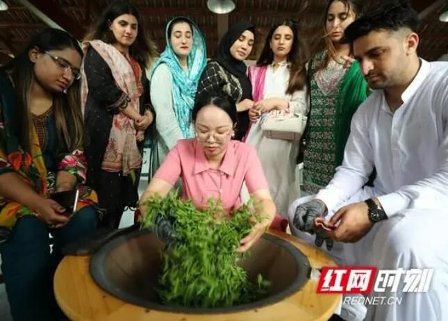 关于南华大学：留学生体验中国茶文化的相关内容(4)