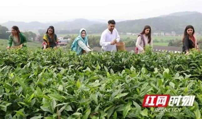 关于南华大学：留学生体验中国茶文化的相关内容