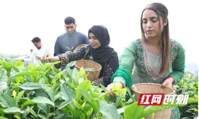 关于南华大学：留学生体验中国茶文化的相关内容(2)