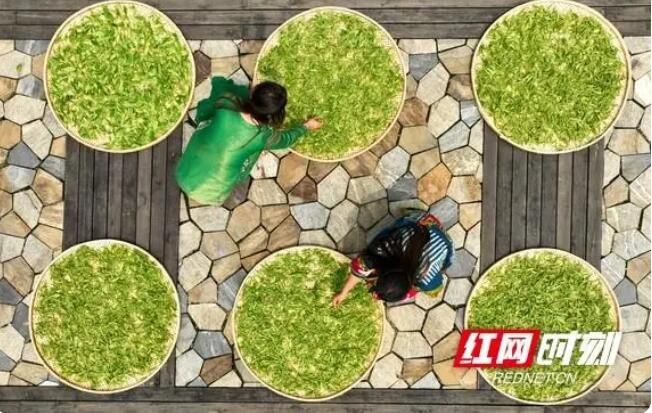 关于南华大学：留学生体验中国茶文化的相关内容(1)