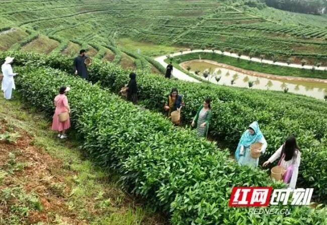 关于南华大学：留学生体验中国茶文化的相关内容(3)