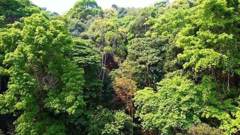 有关于南糯山茶旅融合促振兴的信息(3)