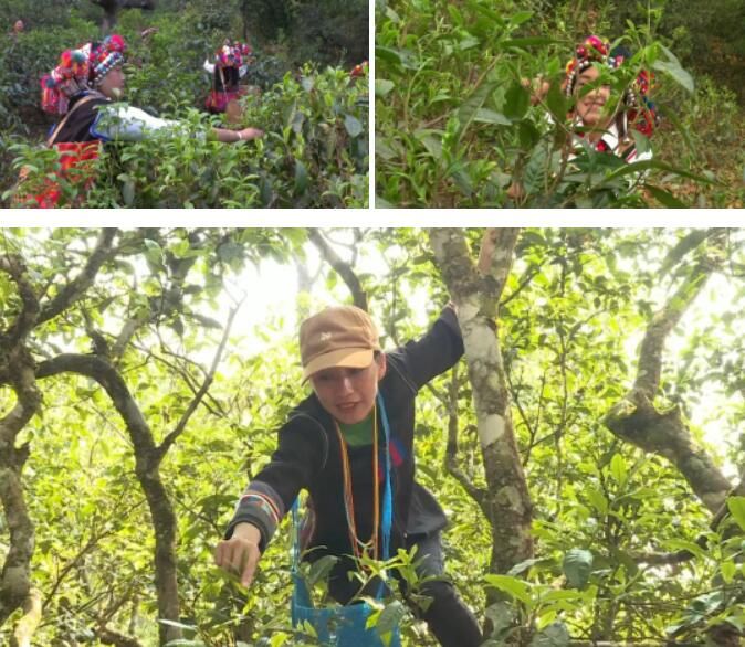 有关于南糯山茶旅融合促振兴的信息(1)