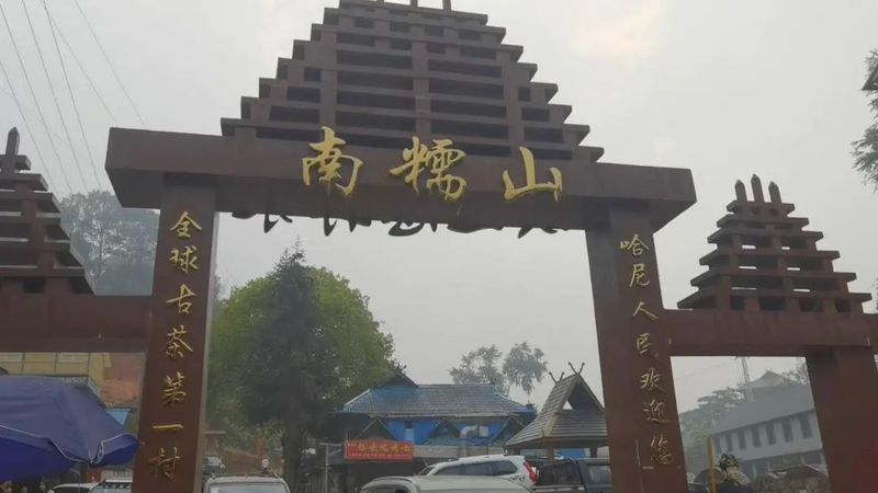 有关于南糯山茶旅融合促振兴的信息(5)