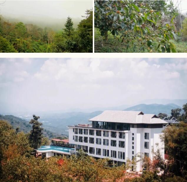 有关于南糯山茶旅融合促振兴的信息(6)