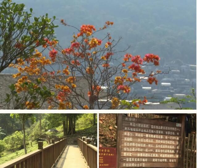 有关于南糯山茶旅融合促振兴的信息(13)