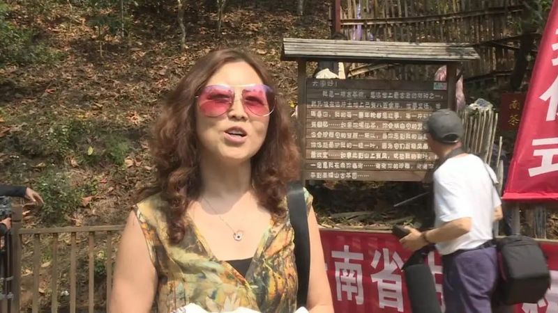 有关于南糯山茶旅融合促振兴的信息(2)