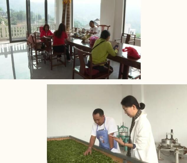 有关于南糯山茶旅融合促振兴的信息(11)