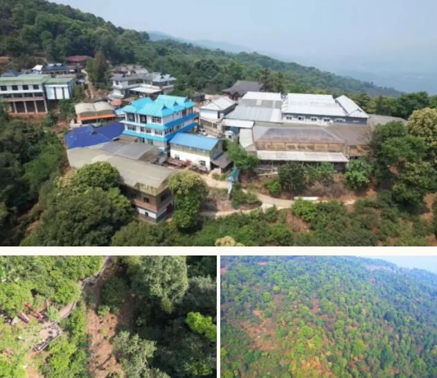 有关于南糯山茶旅融合促振兴的信息(9)