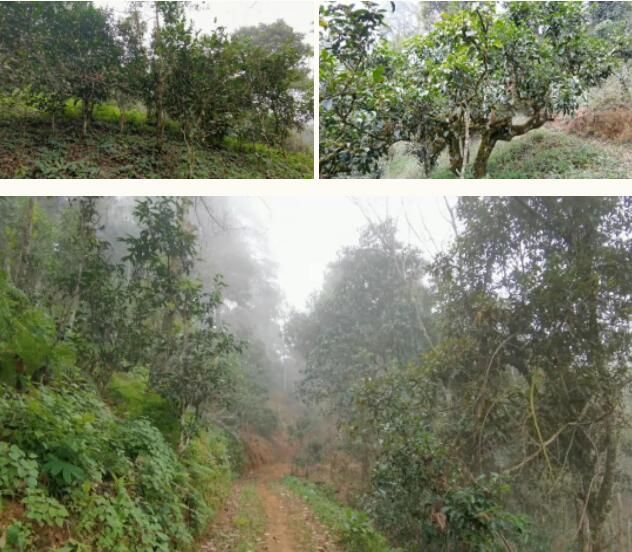 有关于南糯山茶旅融合促振兴的信息(4)