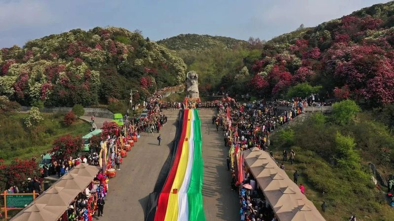 有关于茶园与“原始杜鹃林带”相融共艳—百里杜鹃管理区茶乡旅游精品线路的内容(4)