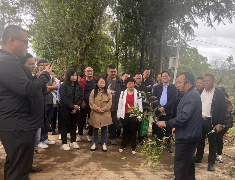 有关于梧州六堡茶产业三产融合培训班在西双版纳顺利举办的相关内容(3)