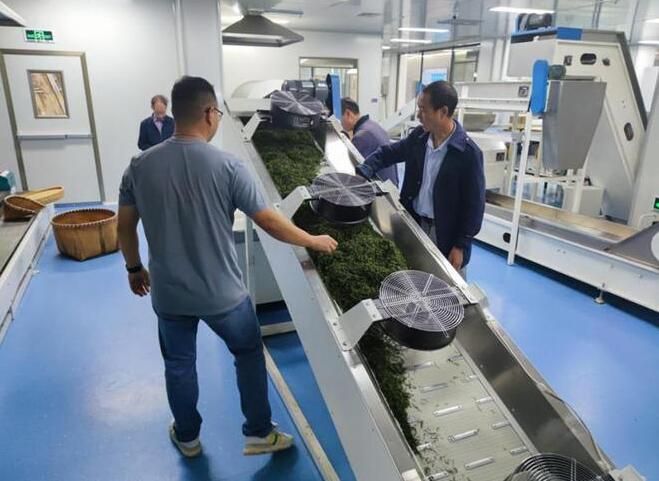 关于“数字茶厂”为丽水景宁惠明茶发展注入新动能的最新消息