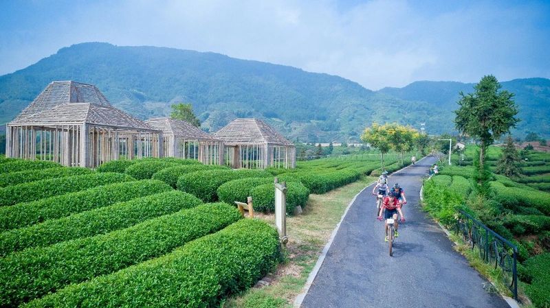 关于三茶统筹 四手联弹 全面奏响松阳茶全链升级“奋进乐章”的新闻(3)