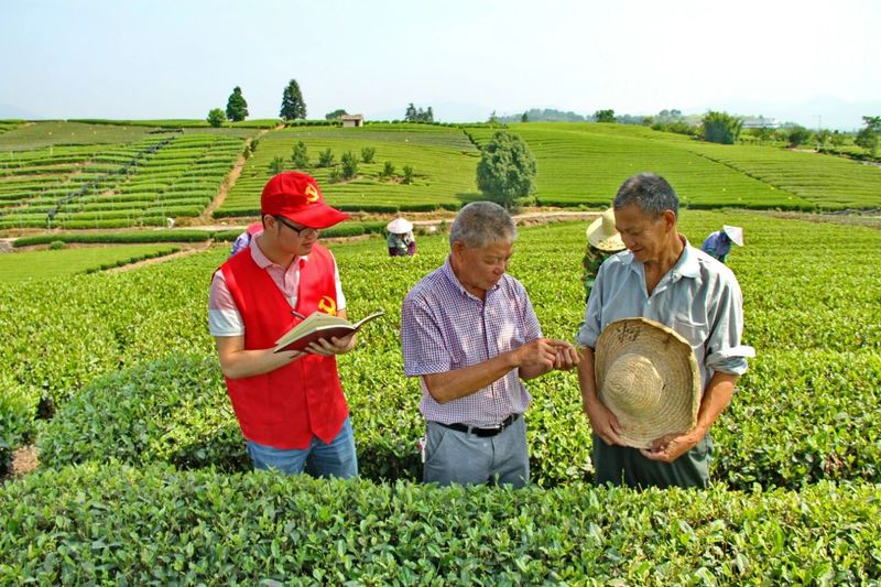 关于三茶统筹 四手联弹 全面奏响松阳茶全链升级“奋进乐章”的新闻(1)