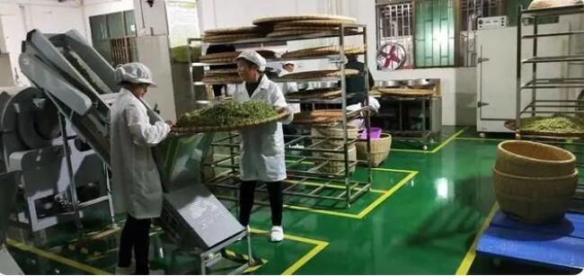 有关于一茶一村一产业 走乡村振兴致富路的新闻(1)