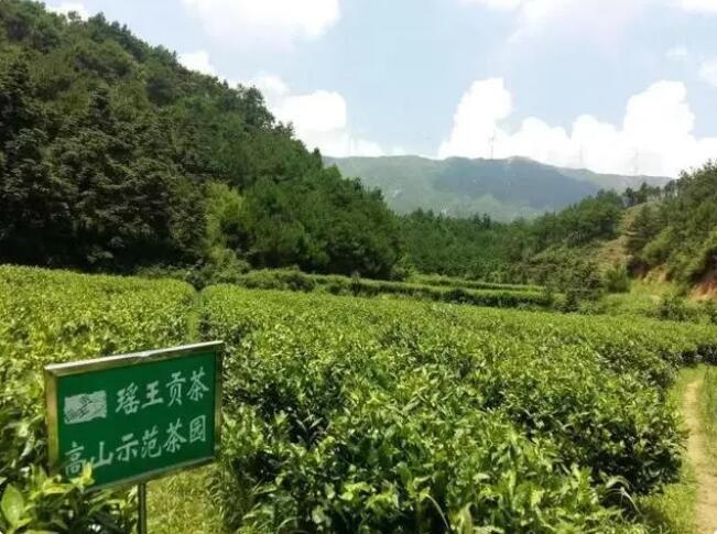 有关于一茶一村一产业 走乡村振兴致富路的新闻