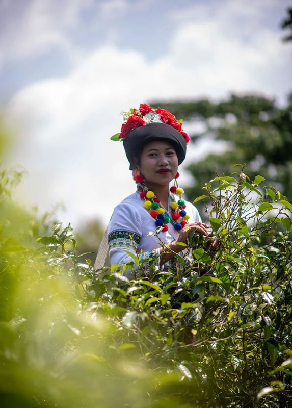 关于从彩云之南到东非高原 海拔千米散茶香的新闻(16)