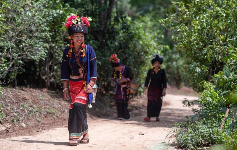关于从彩云之南到东非高原 海拔千米散茶香的新闻(8)